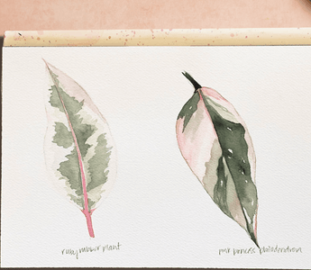 How to paint a plant portrait